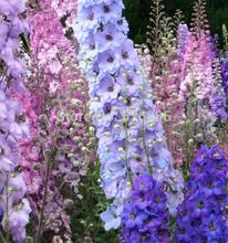 Hybrid delphinium Chardonnay, rocket consolida, Bright colors – 30 Seed particles
