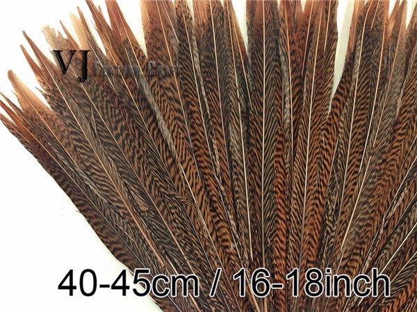 Golden Pheasant Tail Feathers03