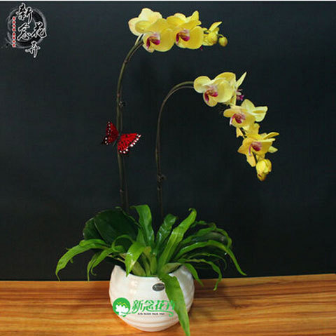 phalaenopsis orchid plant free phalaenopsis seeds Indoor planting flowers 50seeds
