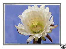 New Display for Toshiba Satellite C50D SERIES 15.6″ Laptop LCD LED Screen