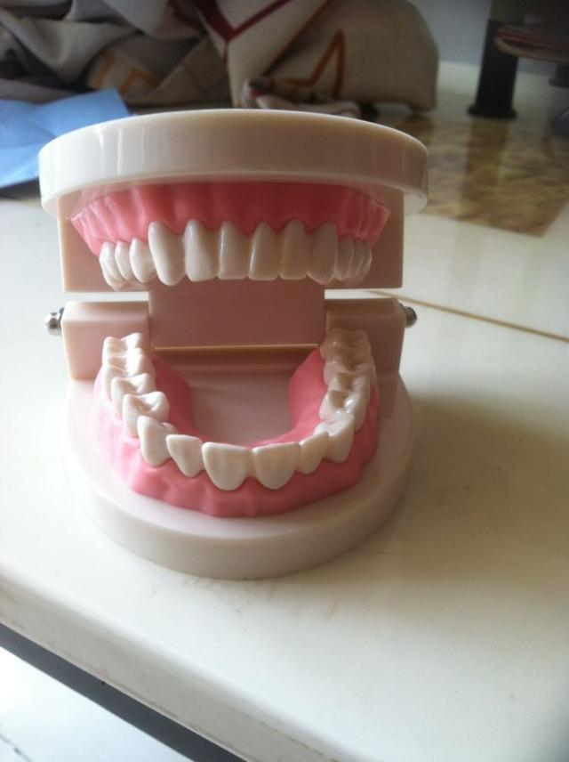 Dentures Dental teaching model tooth model dental teeth model