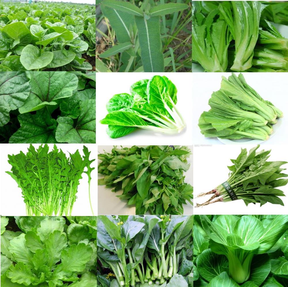 Popular Leafy Green Vegetables-Buy Cheap Leafy Green Vegetables lots