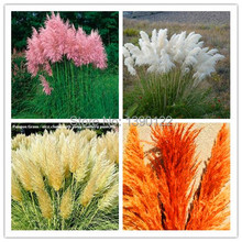 1200 PCS/package PAMPAS GRASS seeds ,rare reed flower seeds for home garden planting Selloana Seeds Garden decoration DIY!