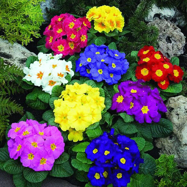 Primrose Flower Seeds Color packaging seeds about 50 particles