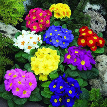 Primrose ,Flower Seeds,Color packaging seeds-about 50 particles