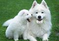 TKStar waterproof Mini Pet GPS Tracking Collar GPS Tracker dog Control Real Time via App products