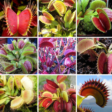 3 category Flytrap Seed Bonsai Potted Dionaea Muscipula Plant Seed Terrace Garden Carnivorous Plant Seed 1 Package 100 Pieces
