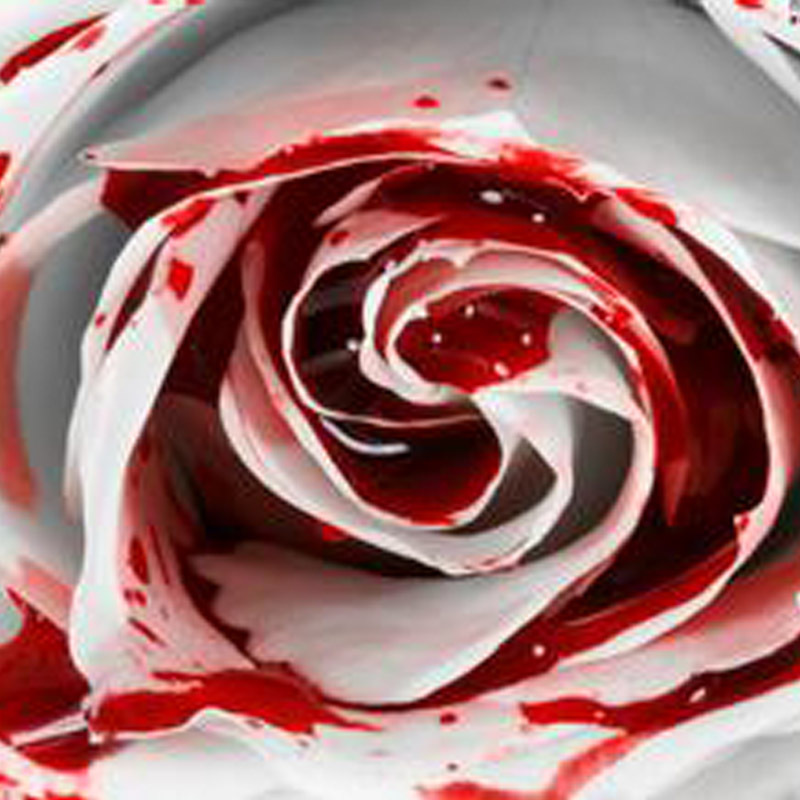 150 Seed Rarest White Blood Rose Plant Flower Seeds Flower Garden Asaka Rare True Blood Rose