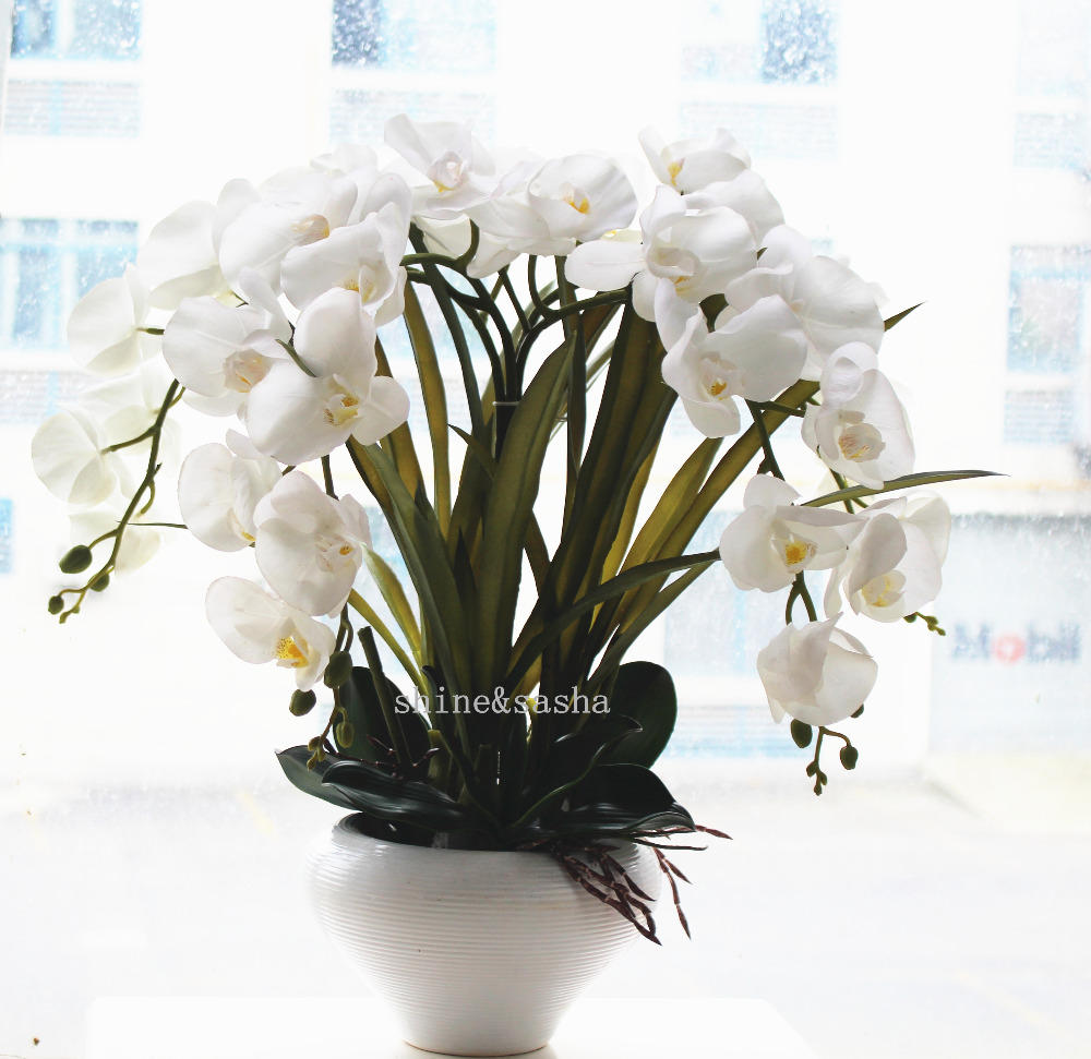 How big does a white orchid get?