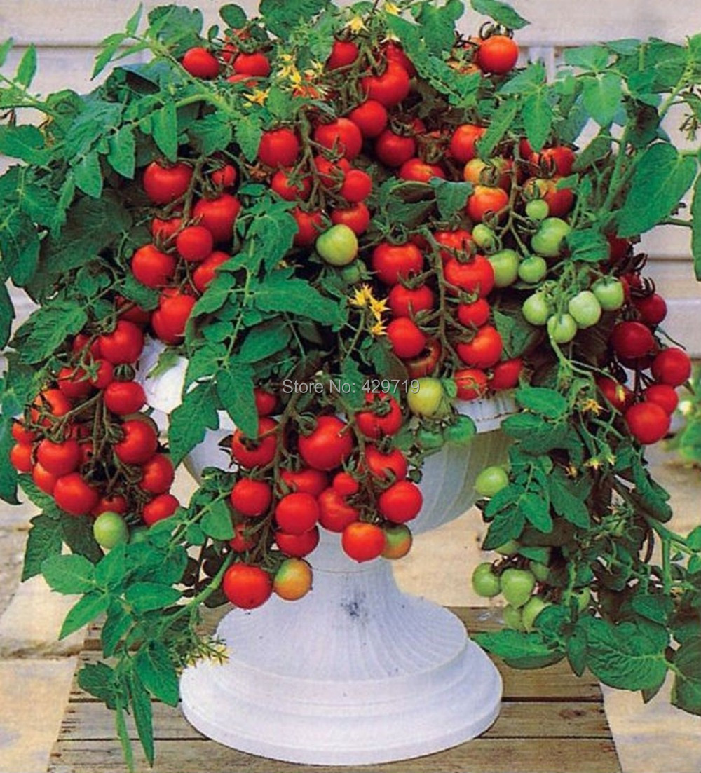 is a tomato a vegetable or fruit bonsai fruit tree is a tomato a vegetable or fruit bonsai fruit tree