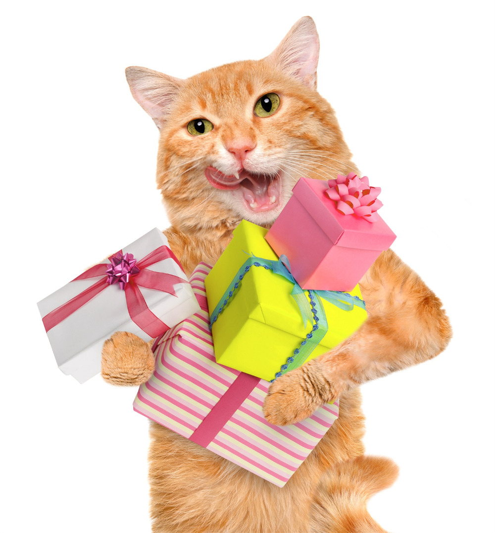 Картинки котята подарки Картинки котята подарки