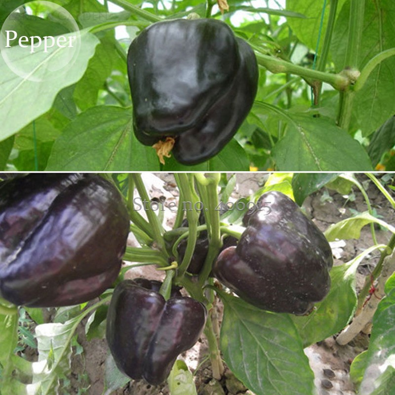 US$ 2.5 - Heirloom Black Giant Sweet Bell Pepper Hybrid F1 Vegetables