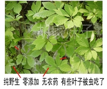 Authentic Gynostemma Pentaphyllum Herbal Tea 500g Jiaogulan Natural Wild Gynostemma Seven Leaves Herbal Tea Free Shipping