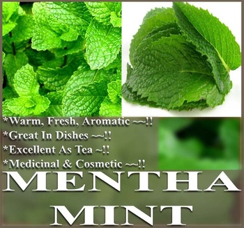 Heirloom Peppermint Mint Herb Seeds, Original Pack, 50 Seeds / Pack, Mentha Piperita Bonsai or Outdoor Available D032