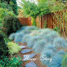 100 Blue Fescue Grass Seeds – (Festuca glauca) perennial hardy ornamental grass so easy to grow