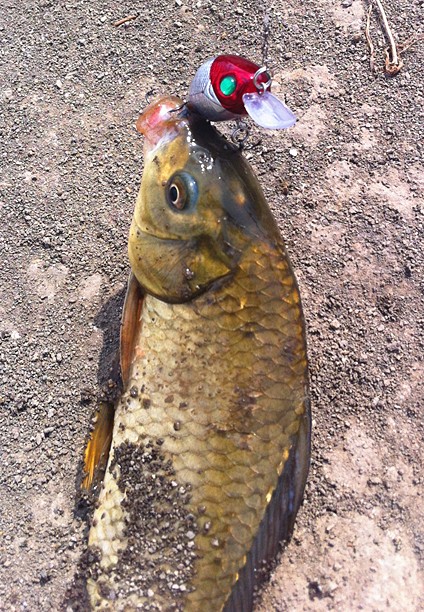 T2IjnMXi4aXXXXXXXX_!!725298527