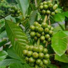 Arabica Green Coffee Bean Powder Wholesale