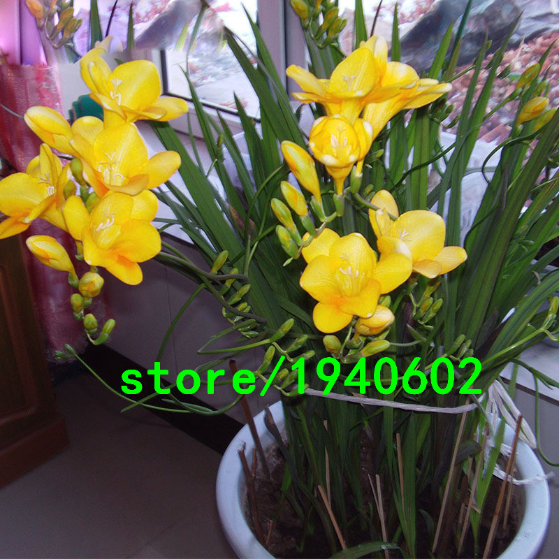 Freesia TuinKoop Goedkope Freesia Tuin loten van Chinese Freesia Tuin 