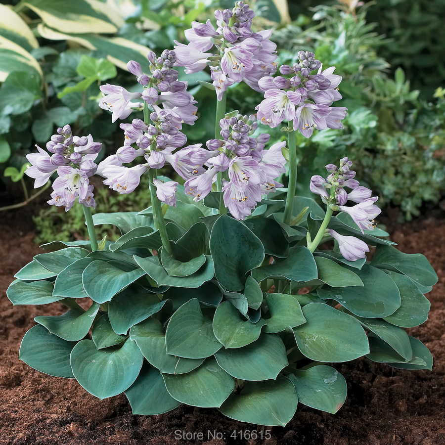 Hosta-Seeds-Hosta-Blue-font-b-Mouse-b-font-font-b-Ears-b-font-Seeds-Shade.jpg