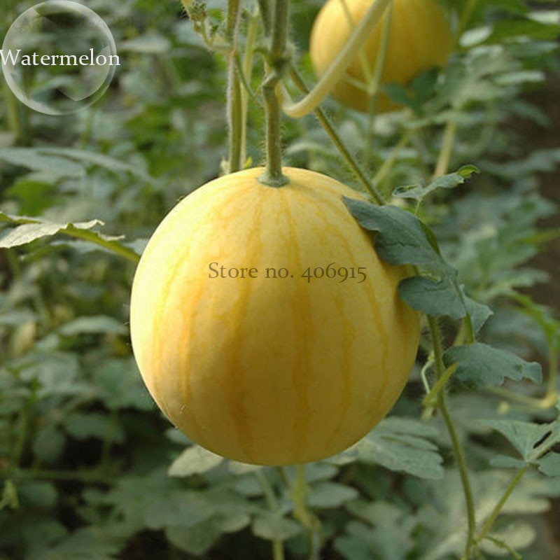 Amazon.com : Yellow Doll Hybrid Watermelon Seeds : Patio