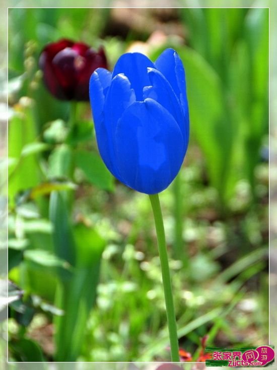 Buy Senior plant seeds. Rare blue tulip bulb 1 PCS