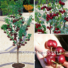 Sale!2015 Asian Rare Cherry Seeds Fruit Seeds 20pcs/pack 20 Species Bonsai Seeds Free Shipping
