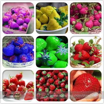 9 Packs Rare Hybrid Edible Purple Yellow Pink Blue Green Red Giant Strawberry Seeds,  Professional Pack, 100 Seeds / Pack