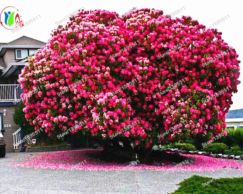 Promoción de Plantas Paisaje - Compra Plantas Paisaje promocionales en