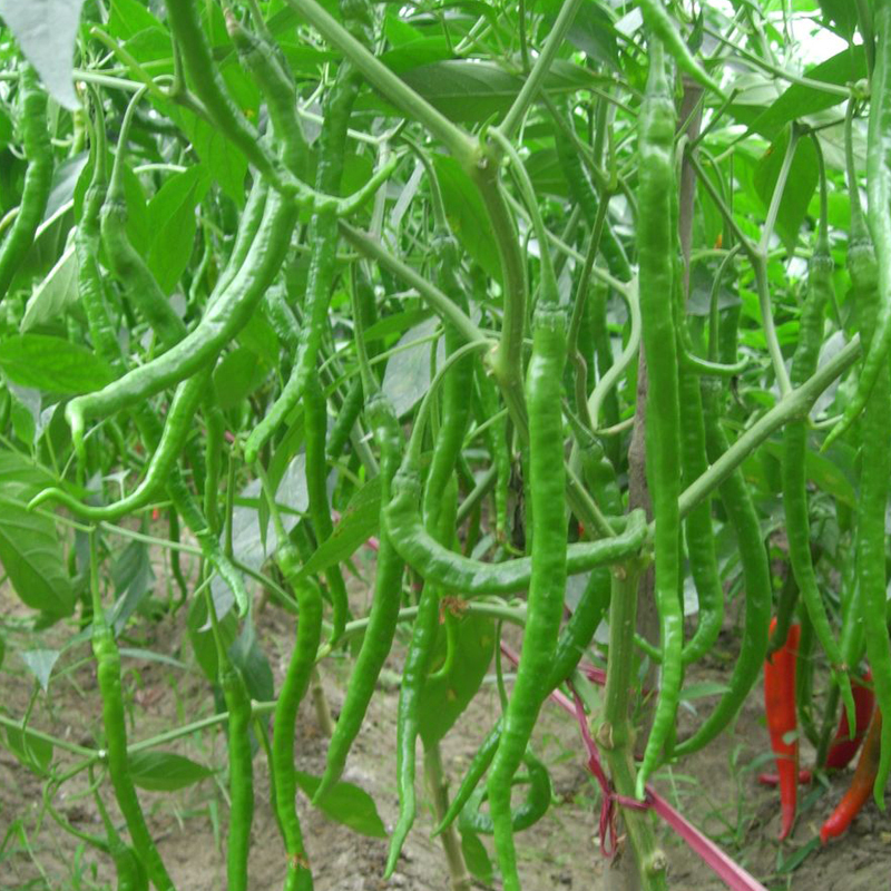 VEGETABLE SEEDS ORGANIC vegetable seeds organic: