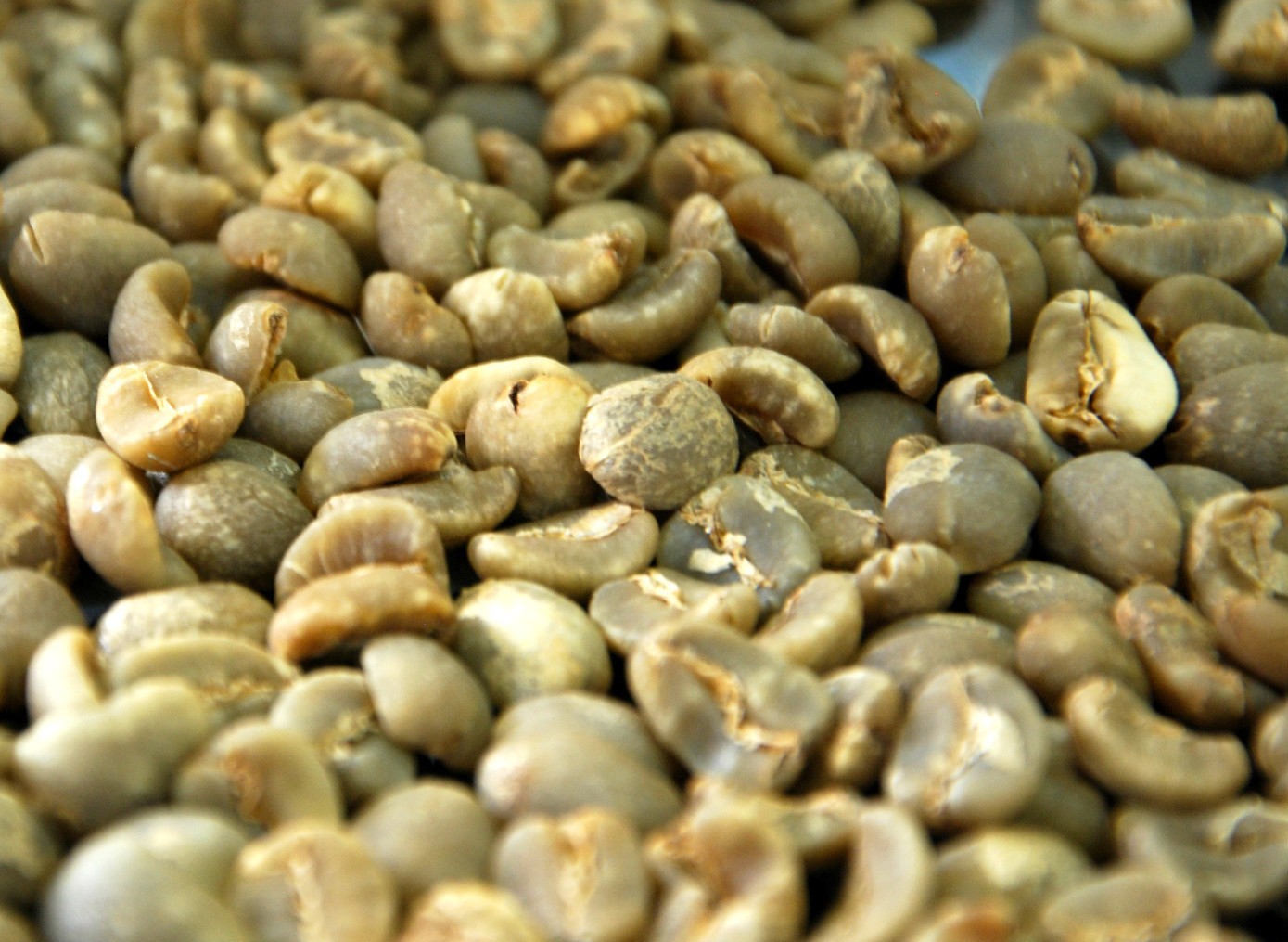 Free shipping 500g Burton coffee g1 coffee beans green slimming coffee lose weight