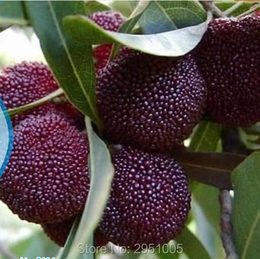 Chinese Appetizers Promotion-Shop for Promotional Chinese Appetizers on Aliexpress.com