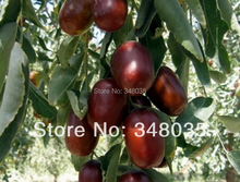 HOTSALE red jujube for stronger sex xinjiang organic dried fruit big red dry dates for herbal