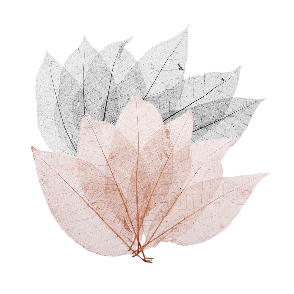 50 Mixed Natural SKELETON LEAVES SCRAPBOOK Craft Embellishment Bookmark DIY