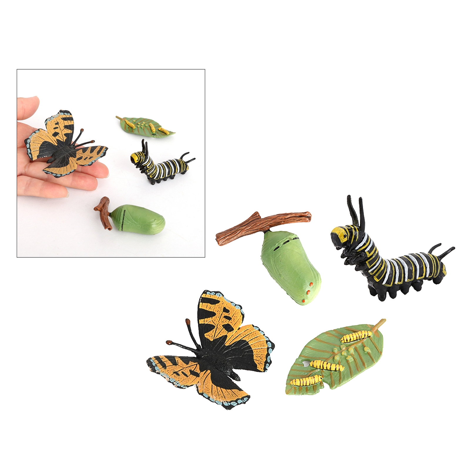Natur Insekten Leben Zyklen Wachstum Modell Spiel Prop Zikade 