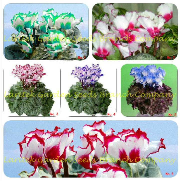 180 Seeds, 6 Types Cyclamen Flowers, 30 seeds / Type, Very Beautiful Sowbread Flowers, Free Shipping LT041