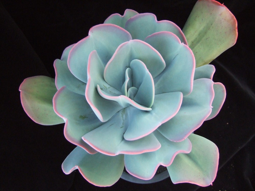 Карликовое дерево Fleshiness Echeveria 20 S002 Карликовое дерево Fleshiness Echeveria 20 S002